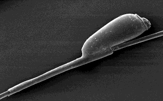 Huvudl�ss - lus�gg i f�rstoring