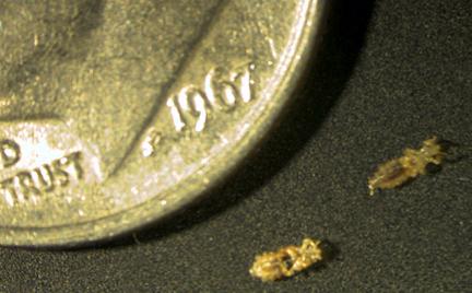 Huvudl�ss i j�mf�relse med ett mynt