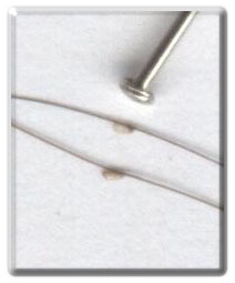 Lus�gg i j�mf�relse med knappn�lshuvud